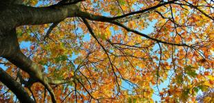 Прогноз погоди на 18 жовтня: в Україні похолодає, будуть заморозки