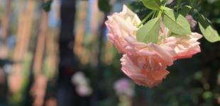 Гороскоп на 9 липня для всіх знаків зодіаку: день потужної енергетики та активних дій