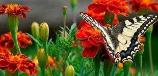 Чай з чорнобривців від 100 хвороб: від чого лікує та захищає квітка