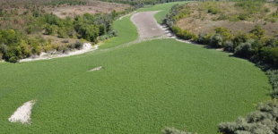 Марсіанські ландшафти перетворюються на ліси: ексклюзивні кадри з дна Каховського водосховища