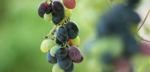 Гороскоп на 13 вересня для всіх знаків зодіаку: день дуже тонкої енергетики