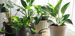 Їм потрібен відпочинок: як підготувати кімнатні рослини до зими