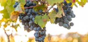 Гороскоп на 17 вересня для всіх знаків зодіаку: день, коли докладені зусилля почнуть давати плоди