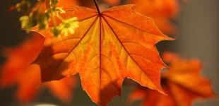 Коли у Києві значно похолодає: синоптикиня назвала дату