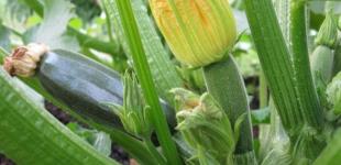 Чому гниють зав'язі та плоди кабачків і що з цим робити