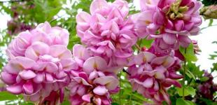 Грози та дощі не вщухатимуть: прогноз погоди в Україні на 25 травня