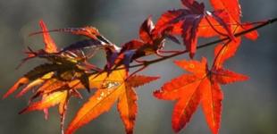 17 жовтня в Україні очікується холодна погода без опадів