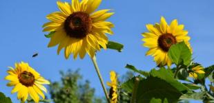 В останні вихідні літа буде спекотно і сонячно, лише на заході - дощі