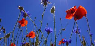 З понеділка в Україні почнеться похолодання