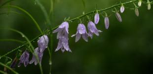 В Україні 29 червня короткочасні дощі та грози, вдень до +23°