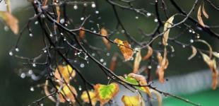 В Україні 8 листопада похолодає та пройдуть дощі