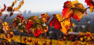 В Україні прогнозують теплі останні вихідні вересня, подекуди можливі дощі