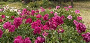 8 червня в Україні до +28°, у деяких областях - короткочасні дощі