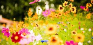 Мінлива хмарність та до +26°С: прогноз погоди по Київщині на 12 липня