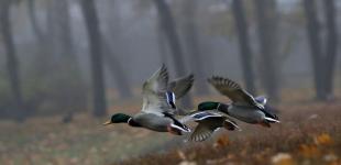 Синоптикиня попередила про похолодання в Україні: період інтенсивних дощів та снігу