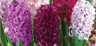 Коли та як садити гіацинти восени у відкритий ґрунт, у горщик: поради досвідчених квіткарів