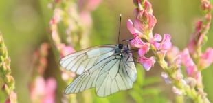 Дощі з грозами не припиняються: де чекати на опади в Україні 21 червня