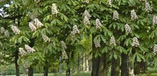 Прогноз погоди на 2 червня: в Україні будуть грози та шквали