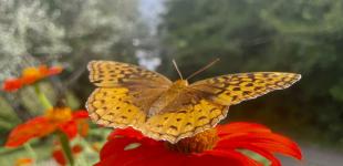 Коли до України повернеться тепло: прогноз синоптикині