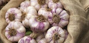 Чому потрібно їсти часник кожного дня: користь та шкода продукту