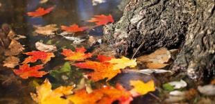 Коли холоди і заморозки: якою буде погода у жовтні в Україні