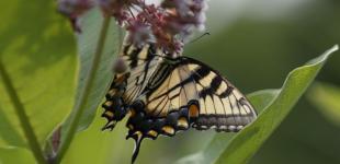 Прогноз погоди на 6 серпня: хмарно на заході та до +39 на півдні