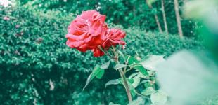 Чи можна укорінювати живці троянд влітку і як саме це краще робити