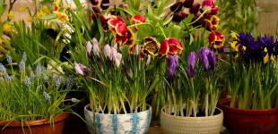 Виростити букет тюльпанів до Різдва: садівники розповіли, як обманути цибулини