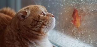 Гороскоп на 7 листопада для всіх знаків зодіаку: дні, коли події мають бути доленосними