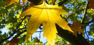 Без спеки, зате із свіжим повітрям: прогноз погоди в Україні у перші вихідні вересня