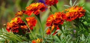 Погода в Україні 7 вересня: в областях буде доволі тепло та сухо