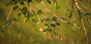 Видаліть цю частину груші восени — і наступного року зберете найбільший урожай