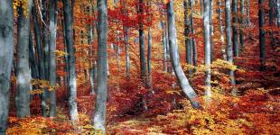 В Україні різко зміниться погода: синоптикиня уточнила, коли очікувати похолодання