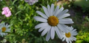 Прогноз погоди на 29 червня: де в регіонах литимуть дощі з грозами