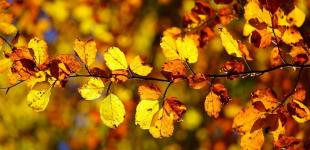 Сніг скасовується: в Україні скоро очікується понад +20 градусів