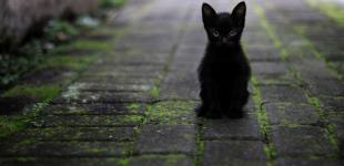 Прогноз погоди на 13 червня: в Україні далі дощитиме, місцями – грози