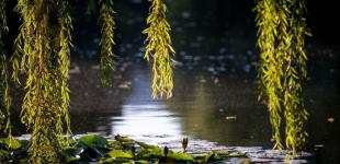 Гороскоп на 12 серпня для всіх знаків зодіаку: день, коли потрібно зайнятися домом та особистим життям