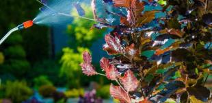Чим обробити сад восени, щоб захистити від хвороб та шкідників