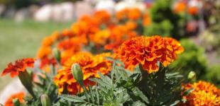 Дощі чи сонце? Синоптики розповіли, яким буде початок осені в Україні: прогноз на вересень