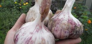 Сприятливі дні для садіння озимого часнику в жовтні та листопаді 2023 року