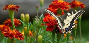 Опади нікуди не дінуться, однак їх стане значно менше: прогноз погоди в Україні на 23 липня