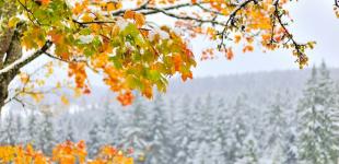 В Україні вдарять морози до -6, піде сніг: синоптики розповіли, коли чекати подиху зими