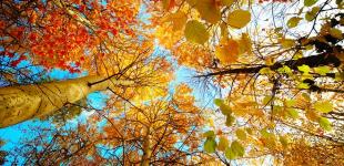 Чи будуть у вересні заморозки: з’явився свіжий прогноз погоди до кінця місяця