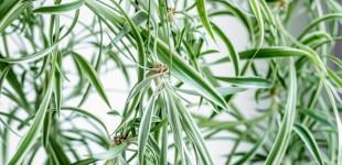 Поставте їх у спальні: три кімнатні рослини, які зміцнять ваше здоров'я