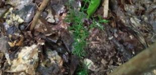 Сучасниця мамонтів: на Київщині знайшли рідкісну рослину