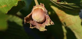 В Україні почали активніше вирощувати фундук: чому фермери обирають саме цей горіх