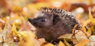 Припече до +27: синоптик сказала, коли в Україну повернеться літня спека