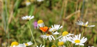 Сьогодні в Україну увірветься похолодання, частину країни накриють зливи та грози