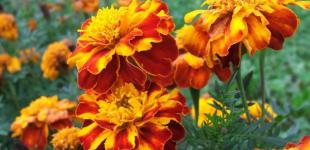 Для чого на ділянці потрібно висаджувати чорнобривці: ви будете здивовані