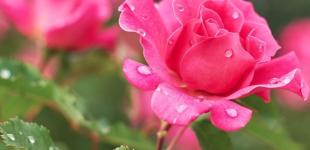 Чому не цвітуть троянди та як змусити їх розквітнути